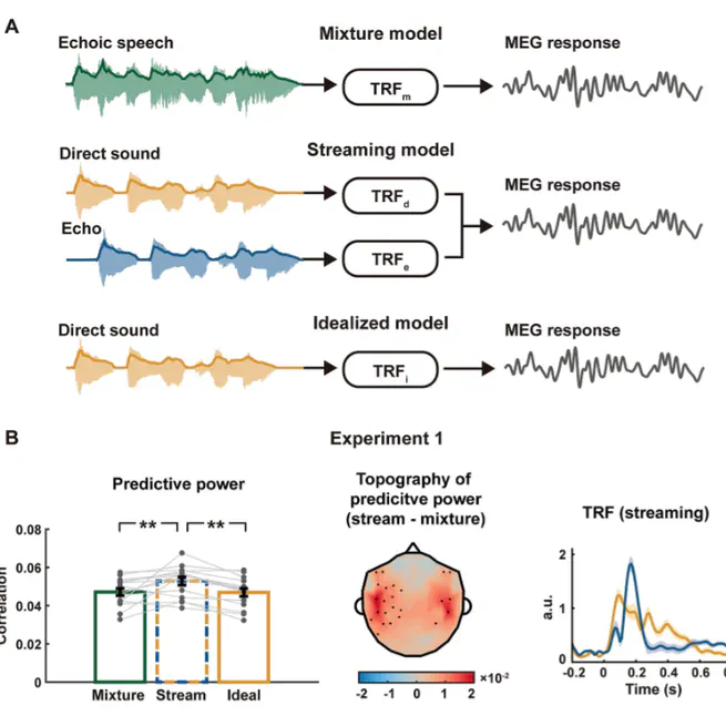 Original speech and its echo are segregated and separately processed in the human brain